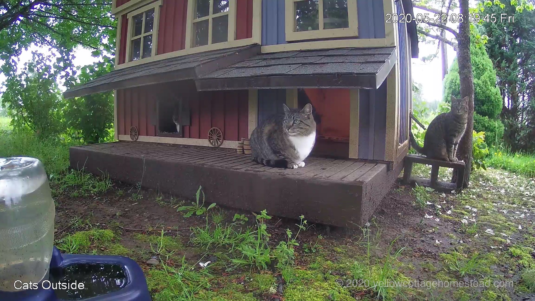 Cats