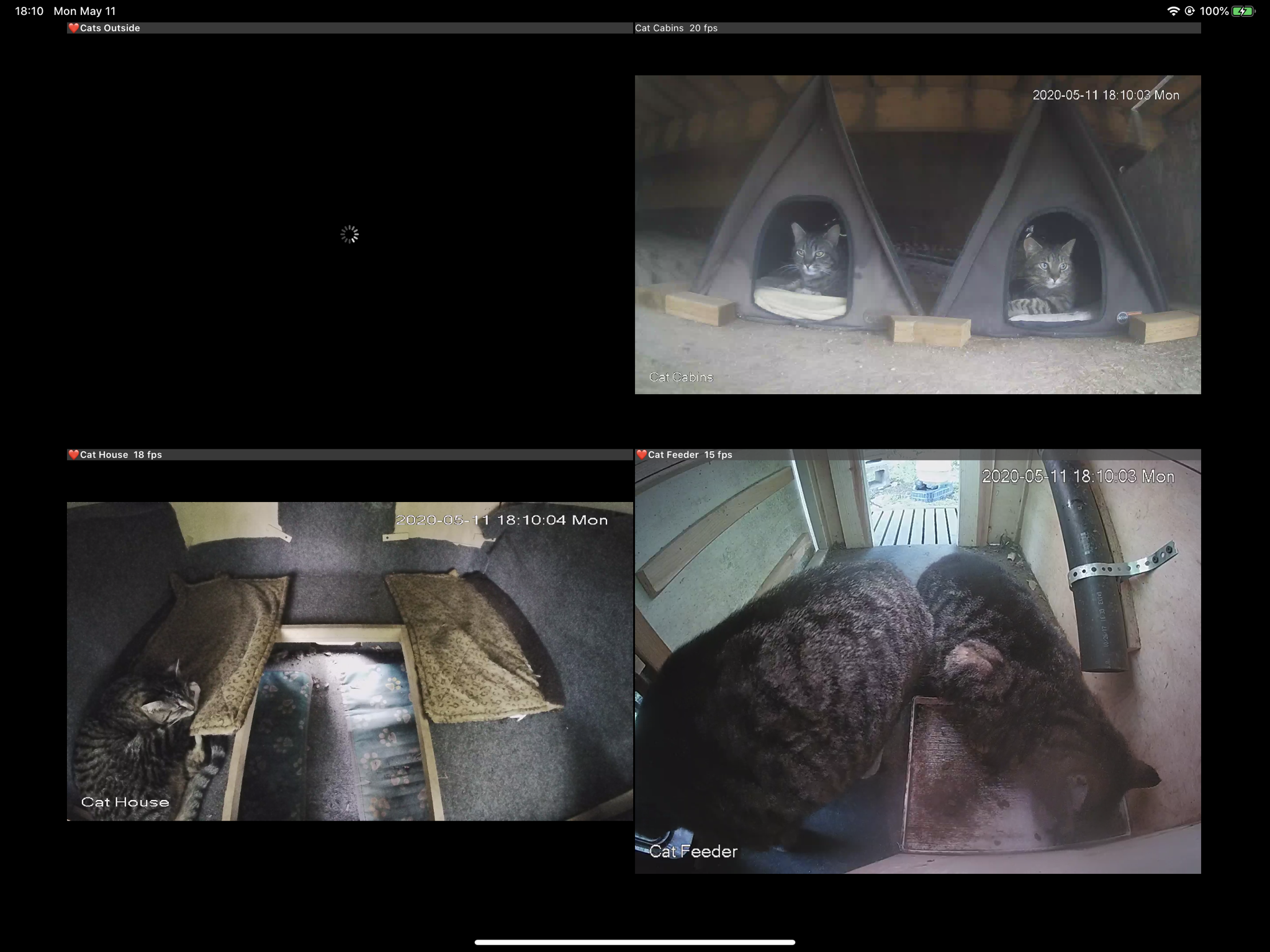 Cat cams