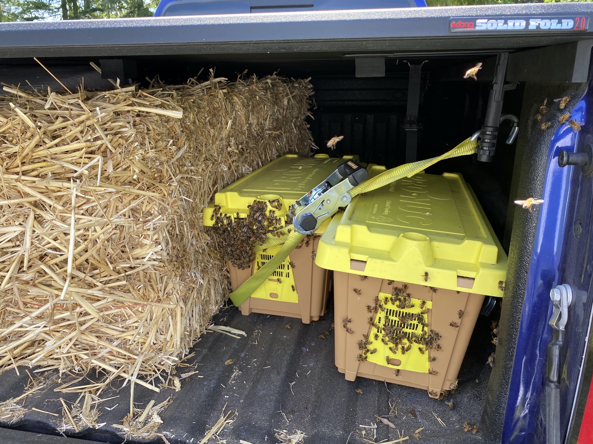 Straw and bee nucs