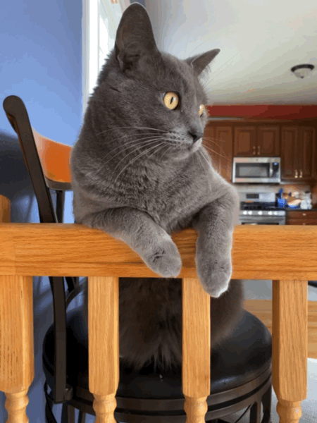 GIF of Paladin leaning on the dining room railing