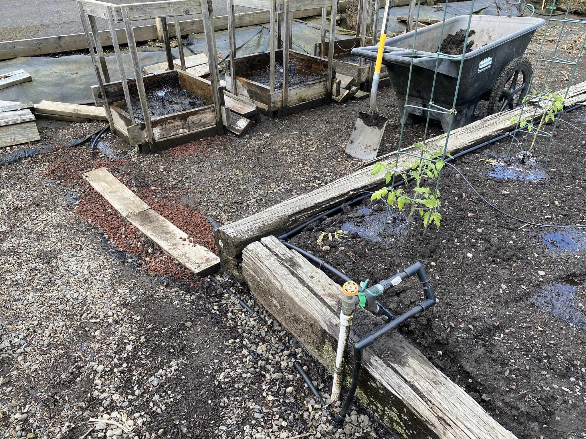 Potato planters and irrigation