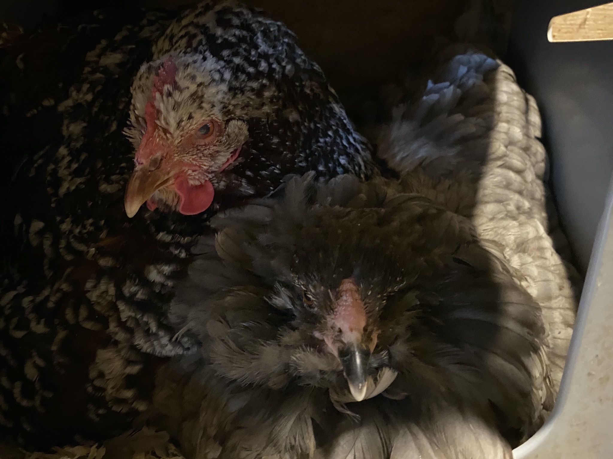 Broody chickens