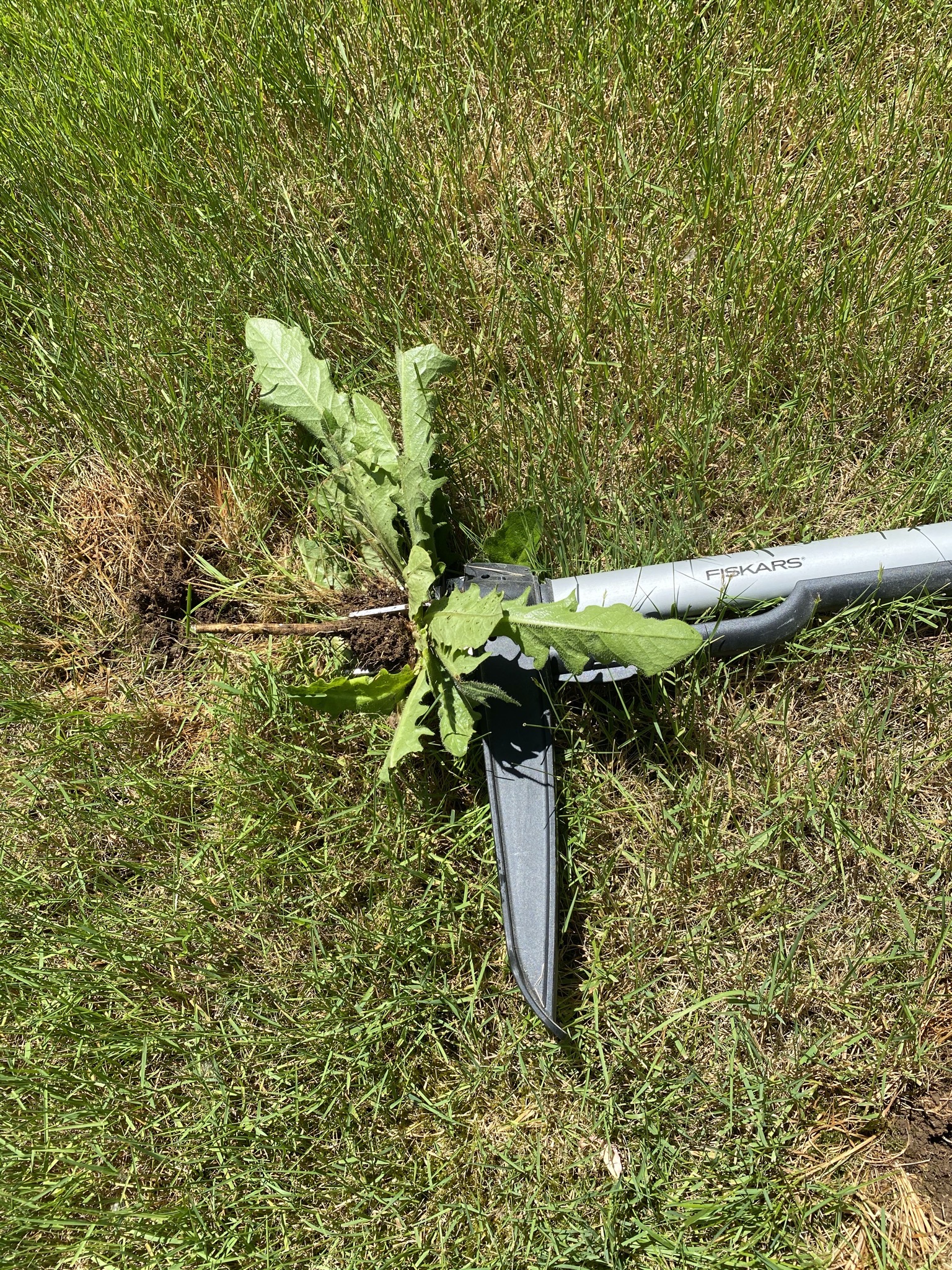 Weeder
