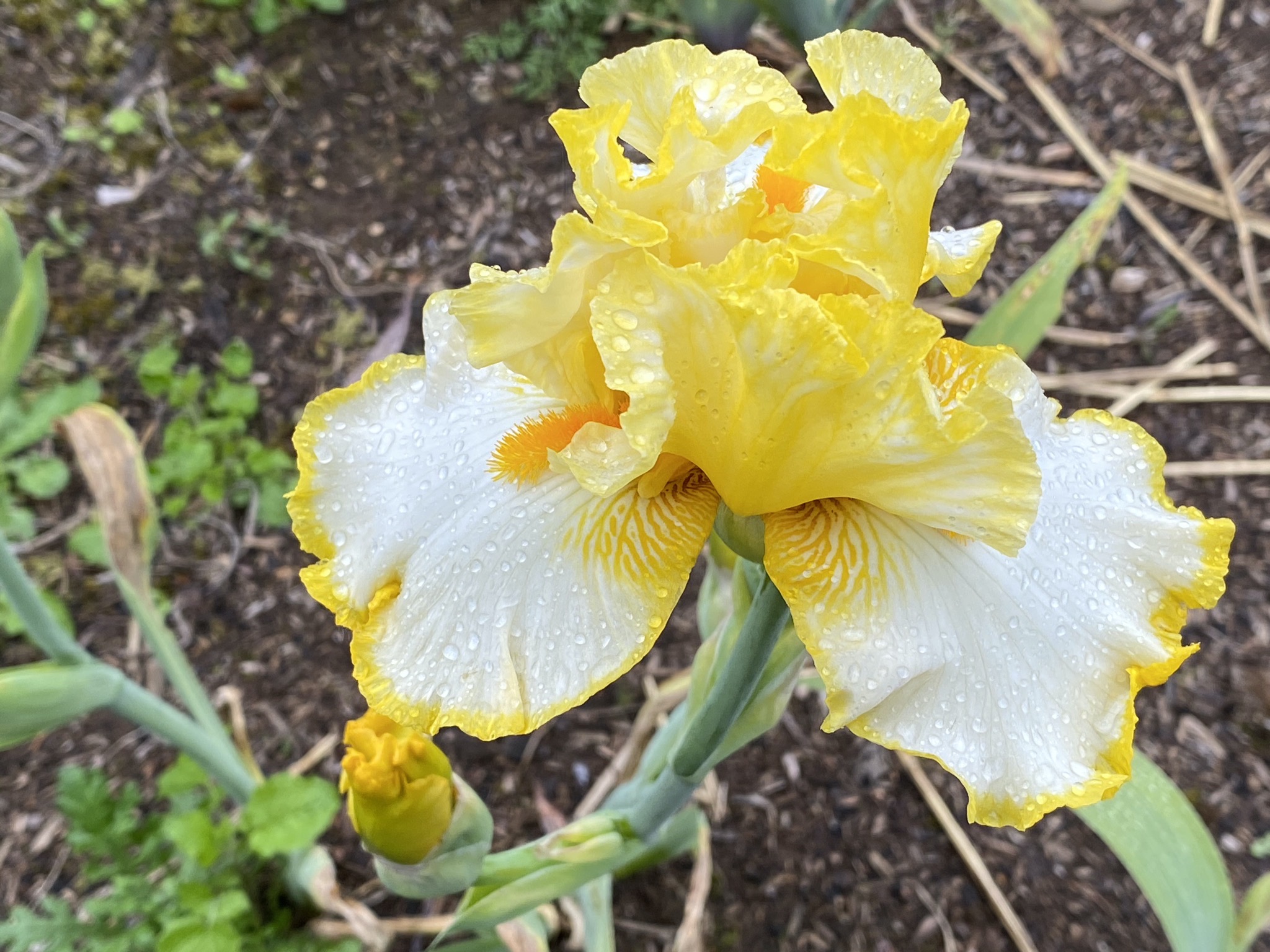 Iris