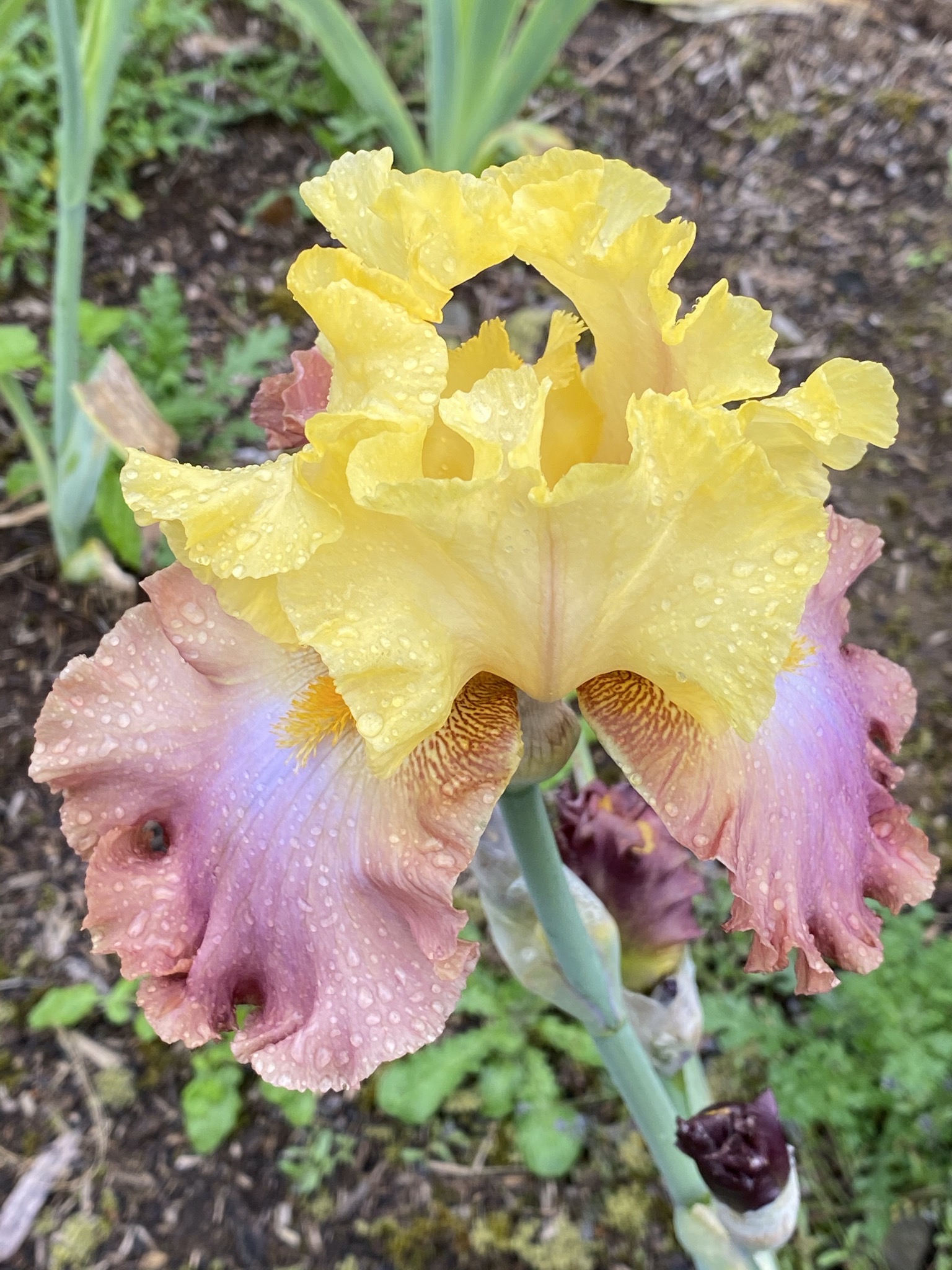 Iris