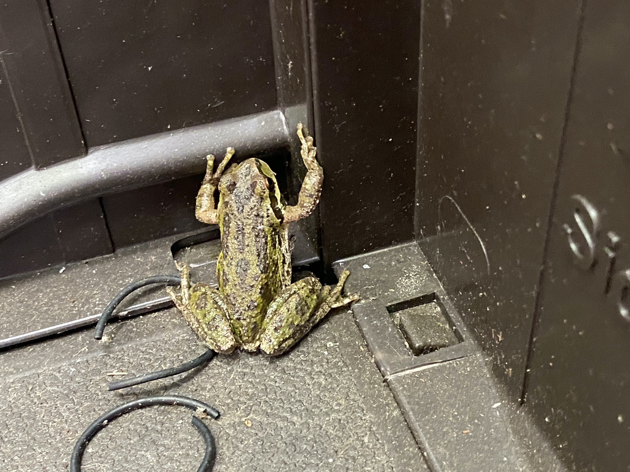 Frog