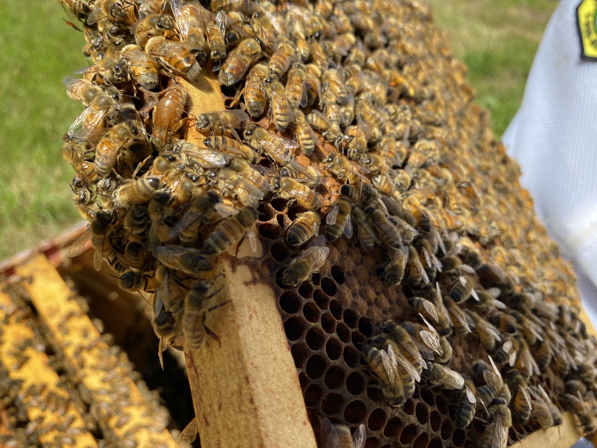 Queen bee