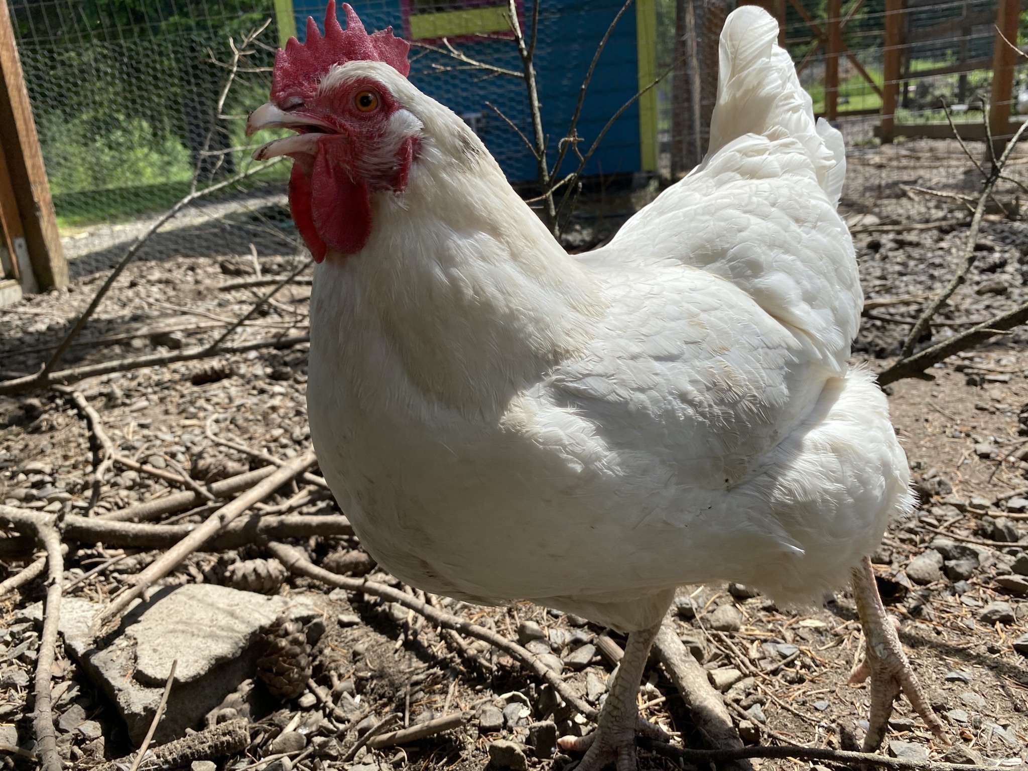 Chicken
