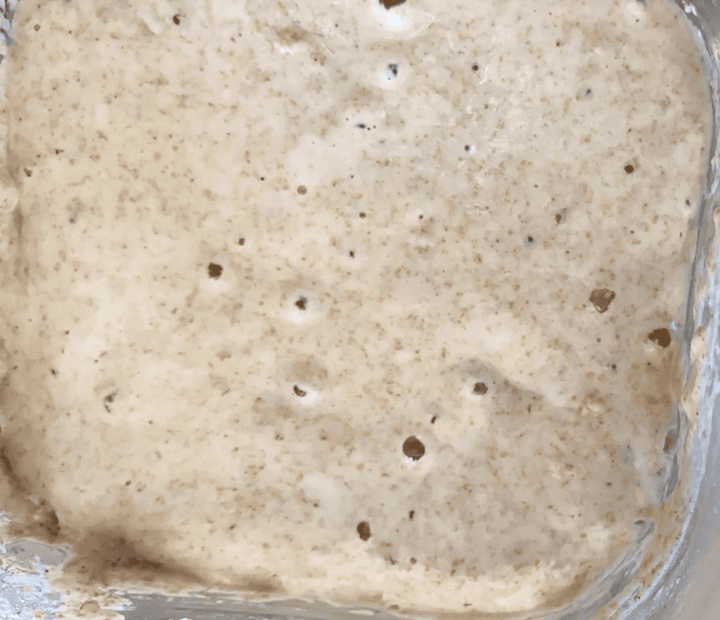 GIF of sourdough starter growing