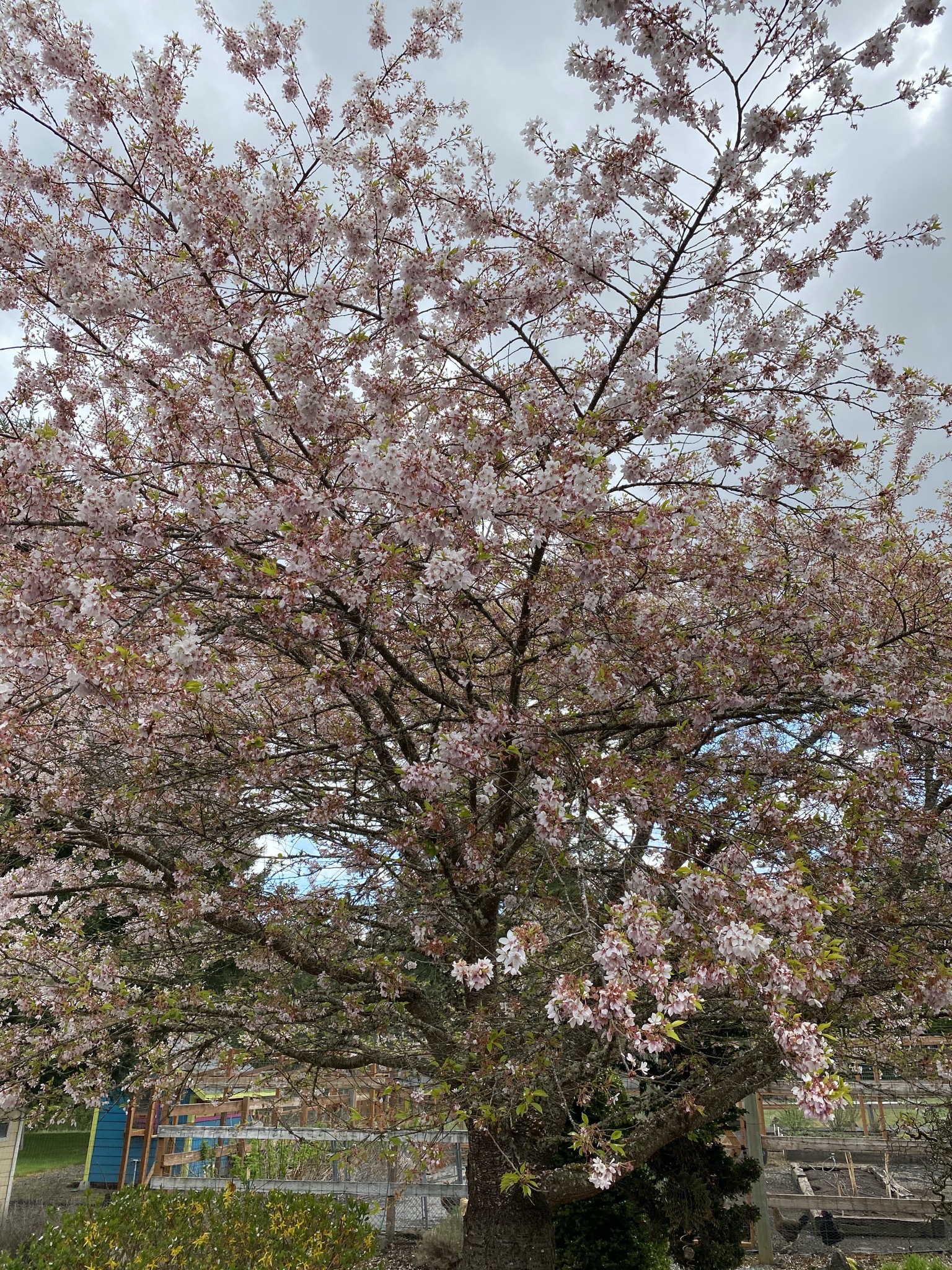 Tree blossoms