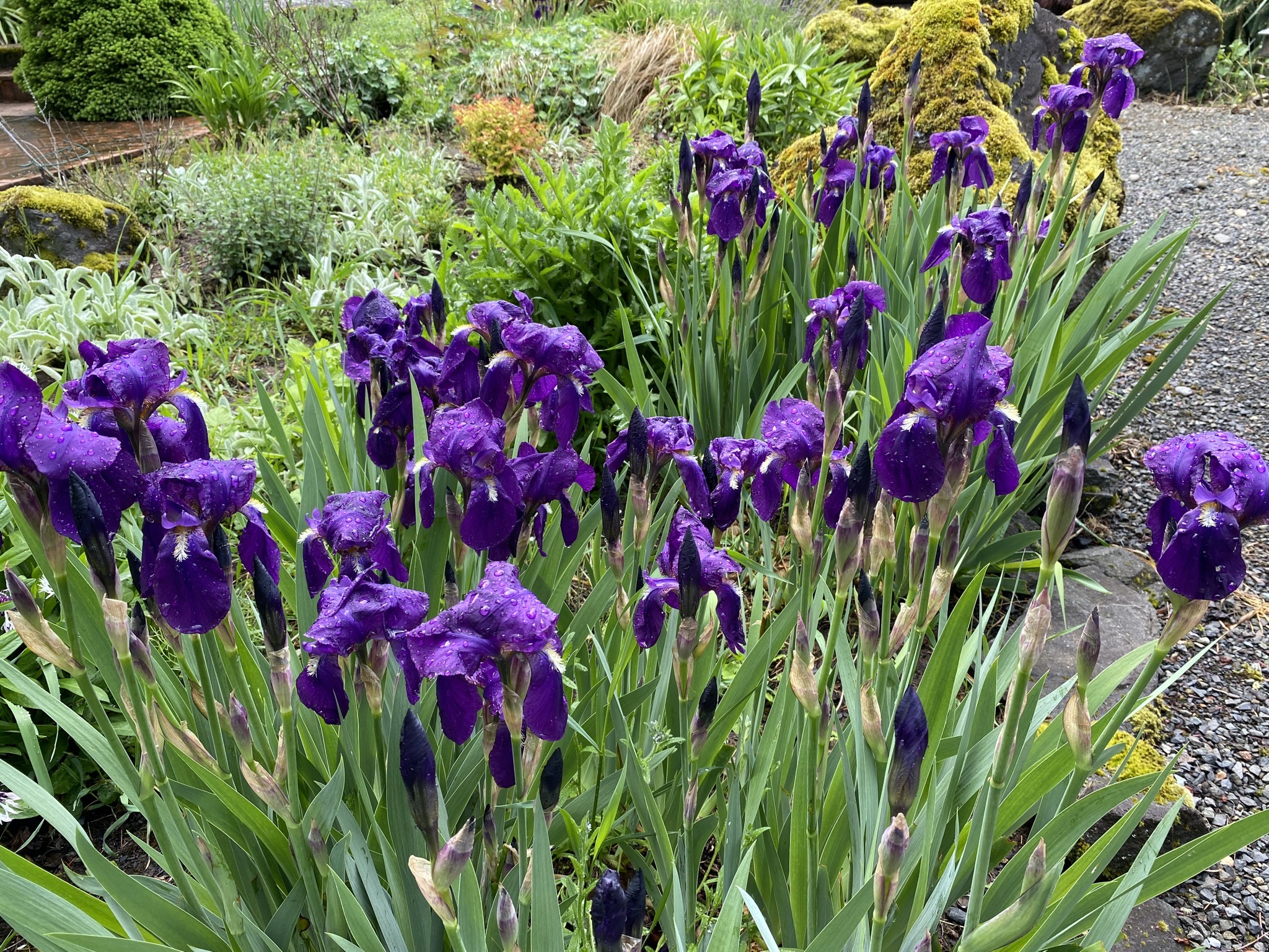Irises