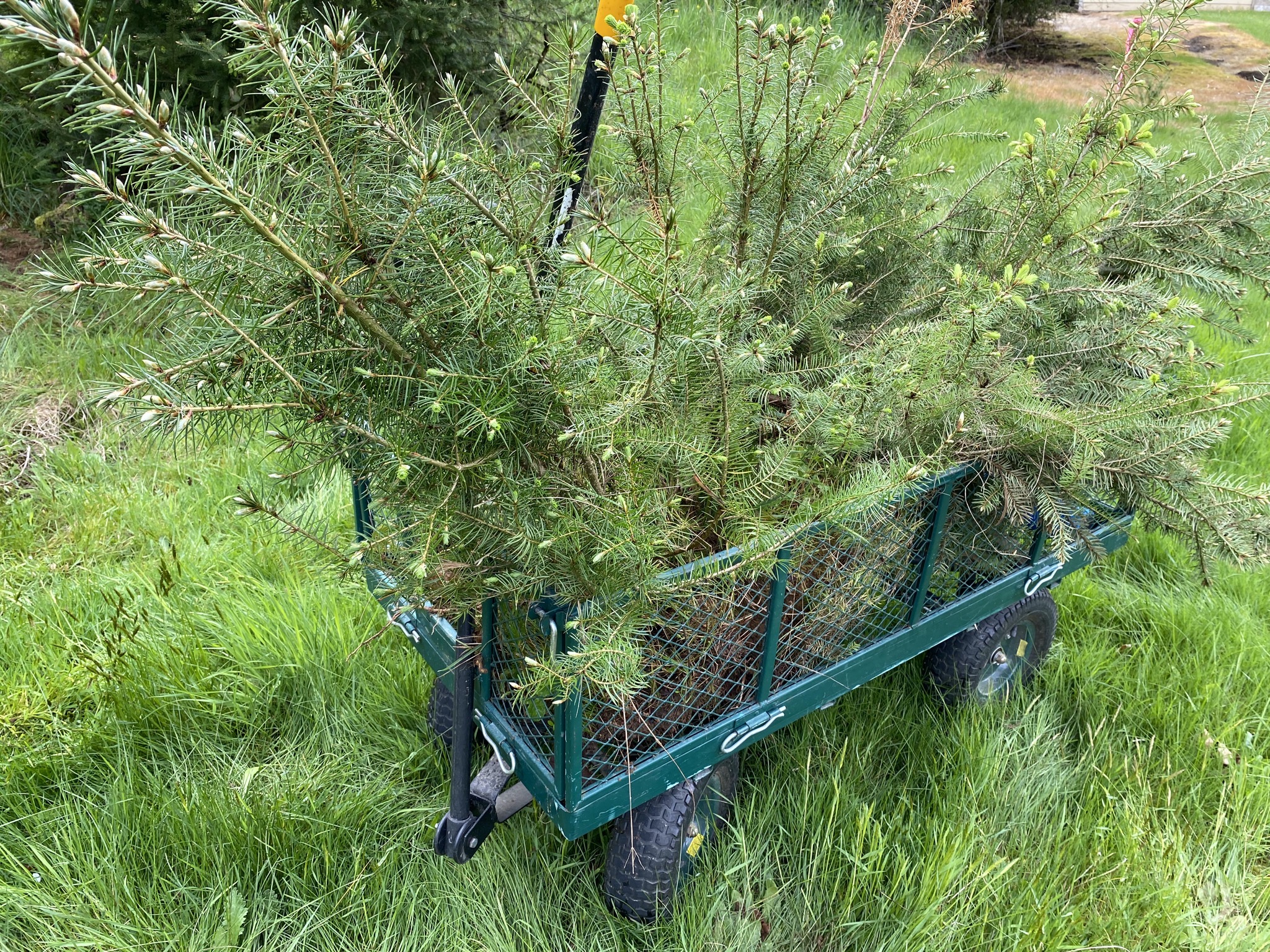 Trees in cart
