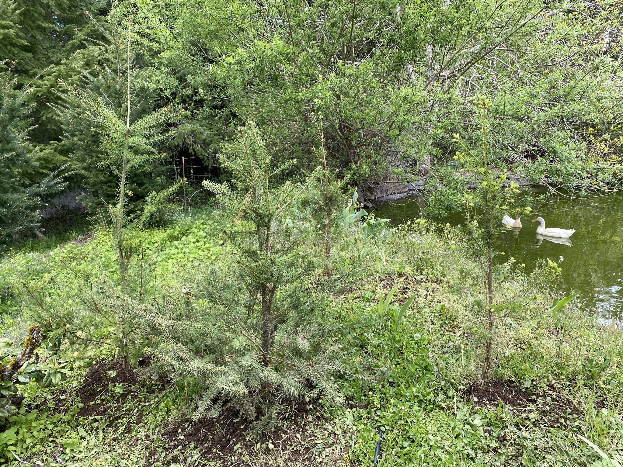 Trees by pond