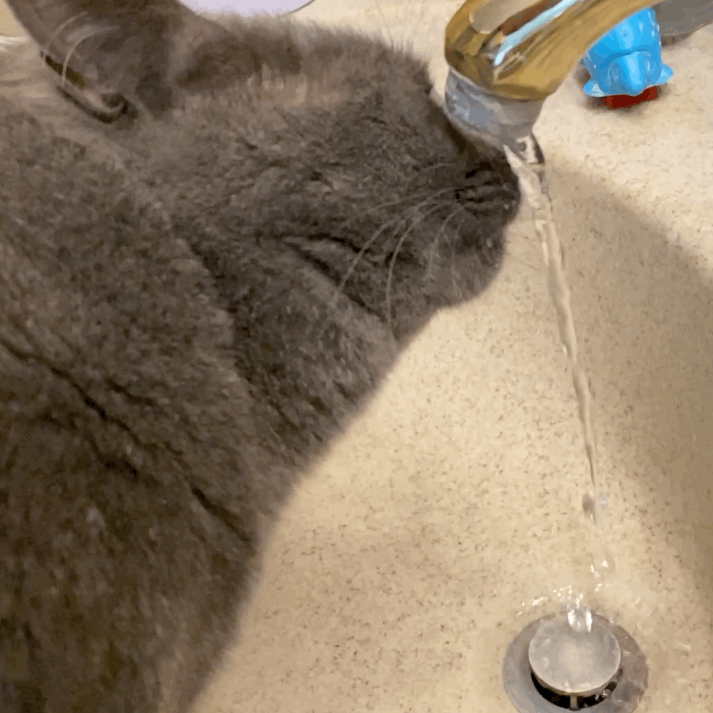 GIF of Paladin drinking