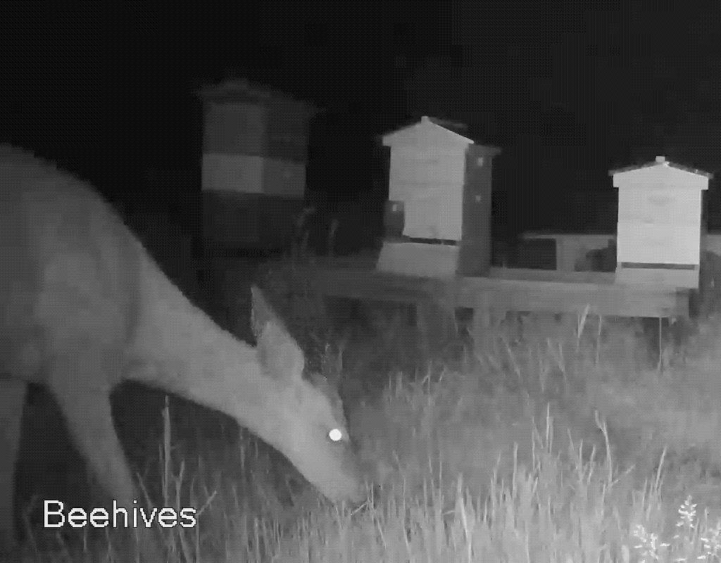 GIF of deer by beehives