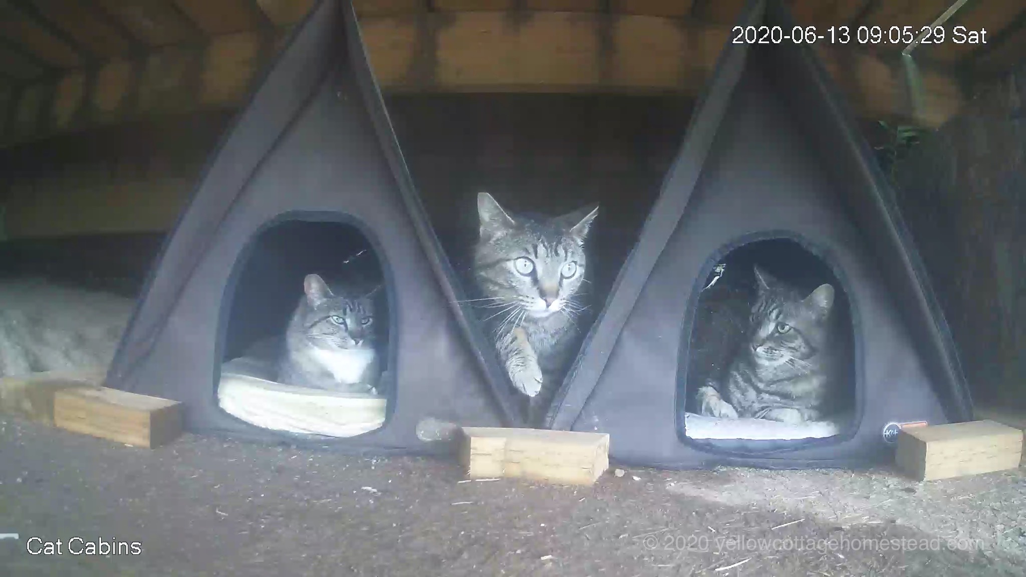 Cabin cats