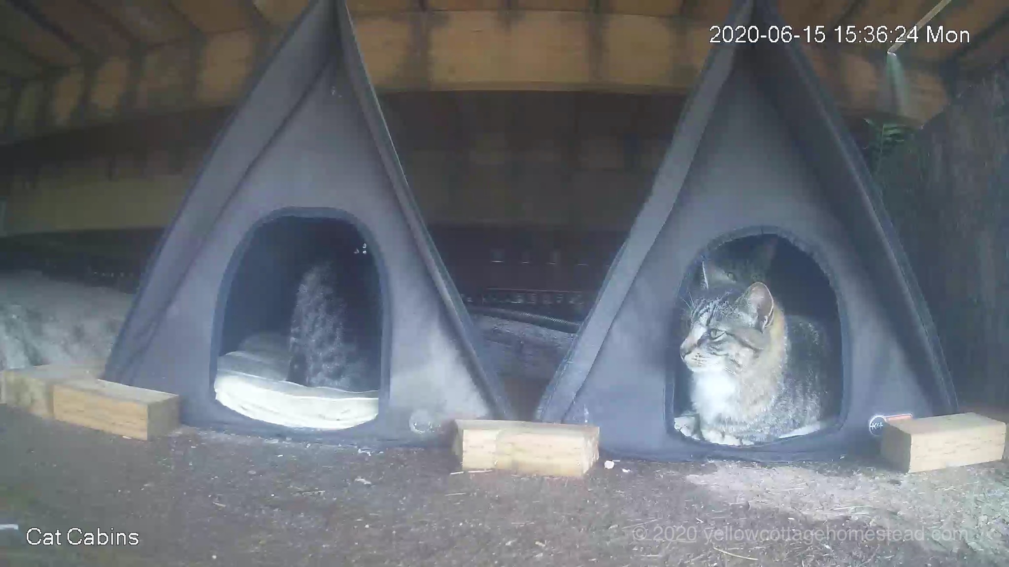 Three cats