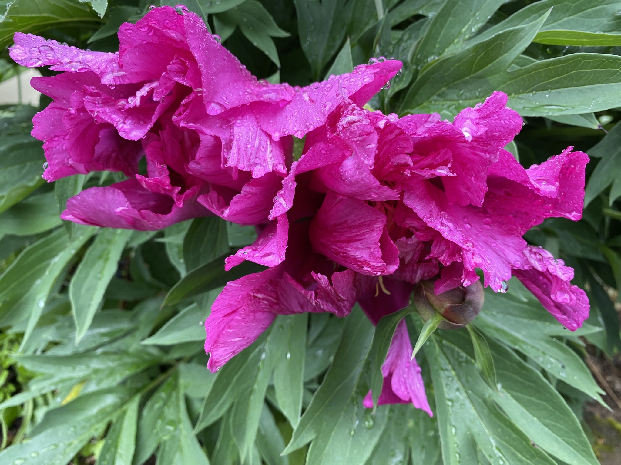 Peonies