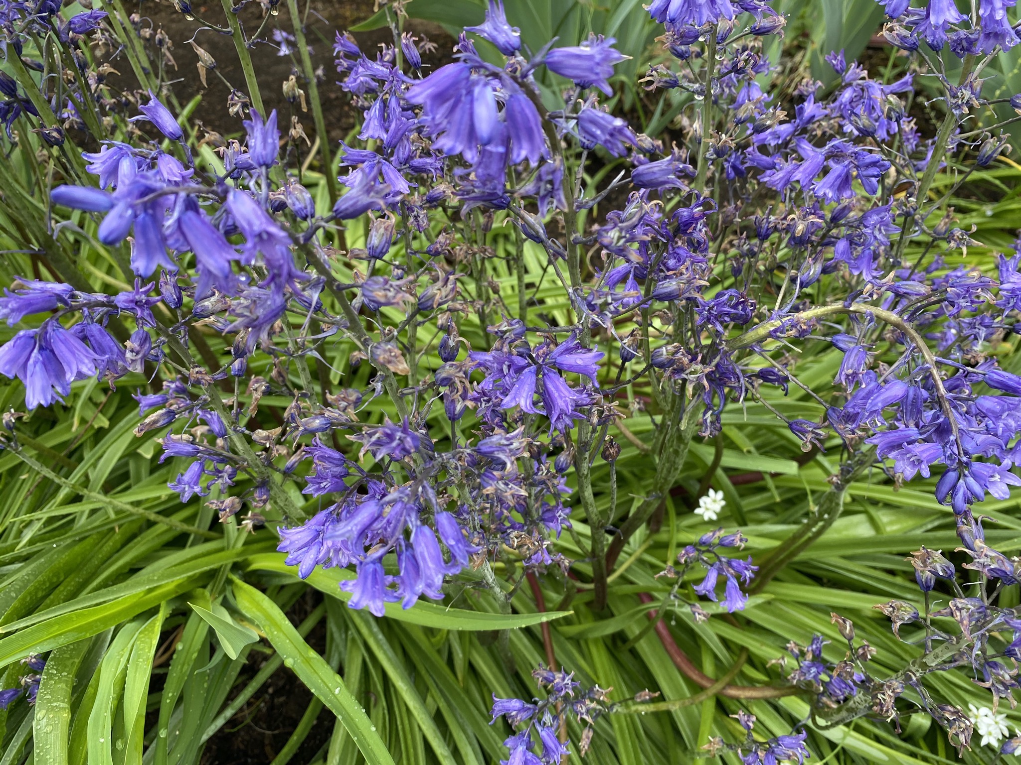 Bluebells