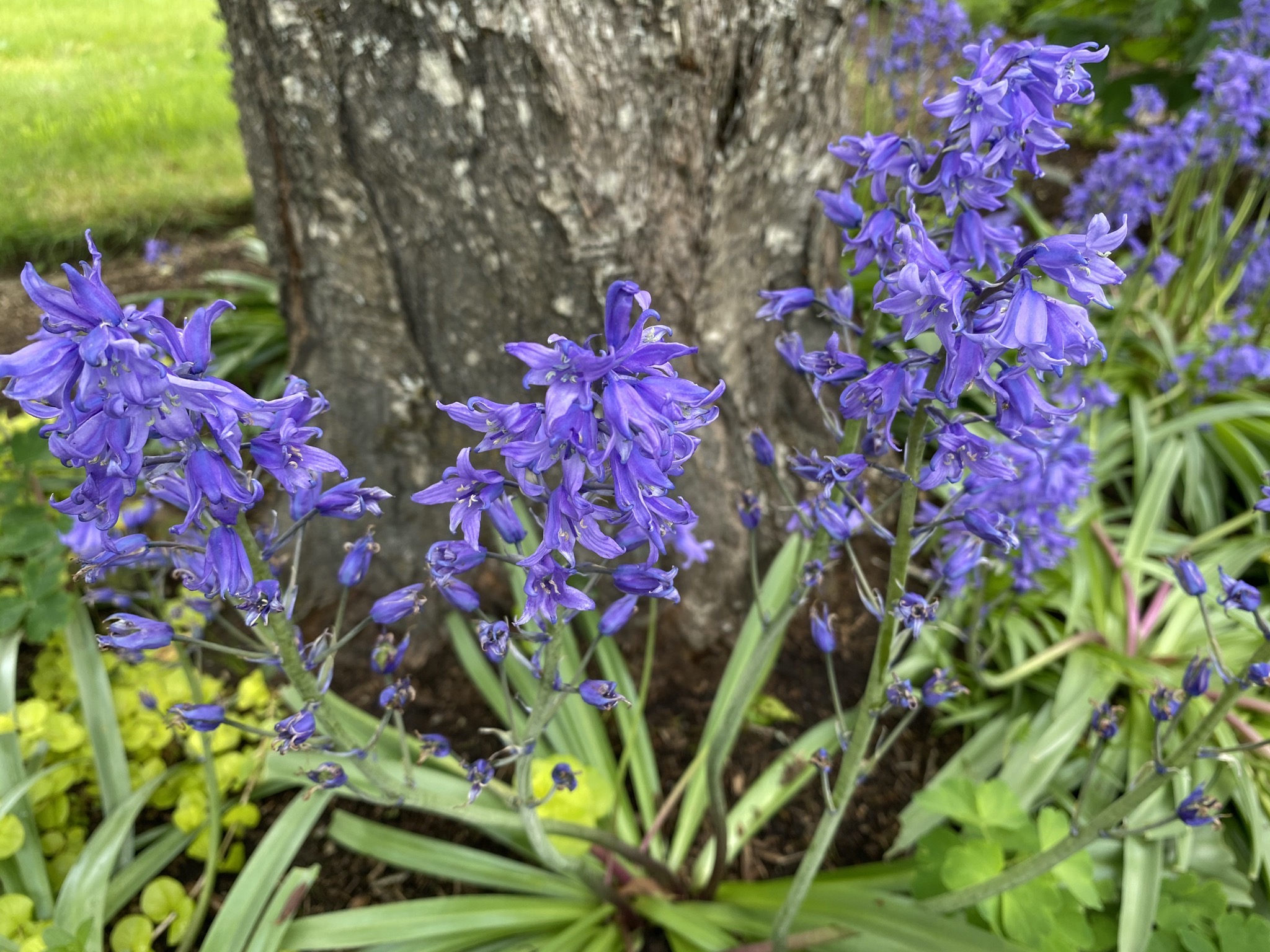 Bluebells