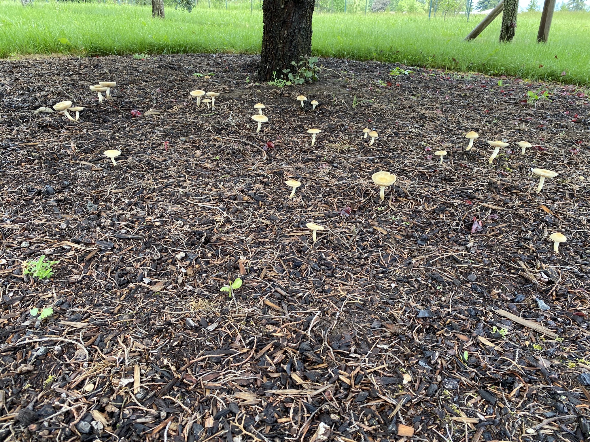 Mushrooms