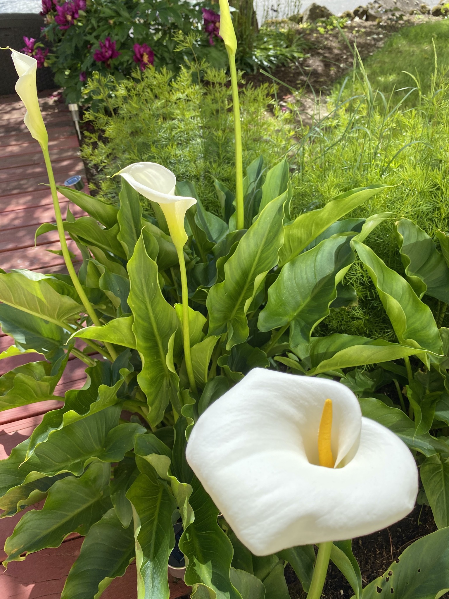 Calla lily