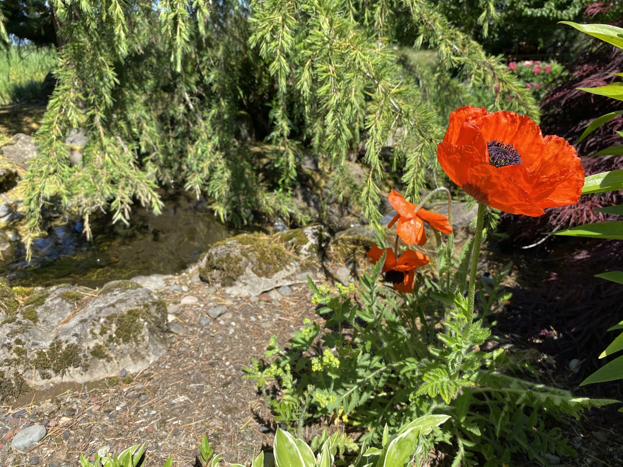 Poppies