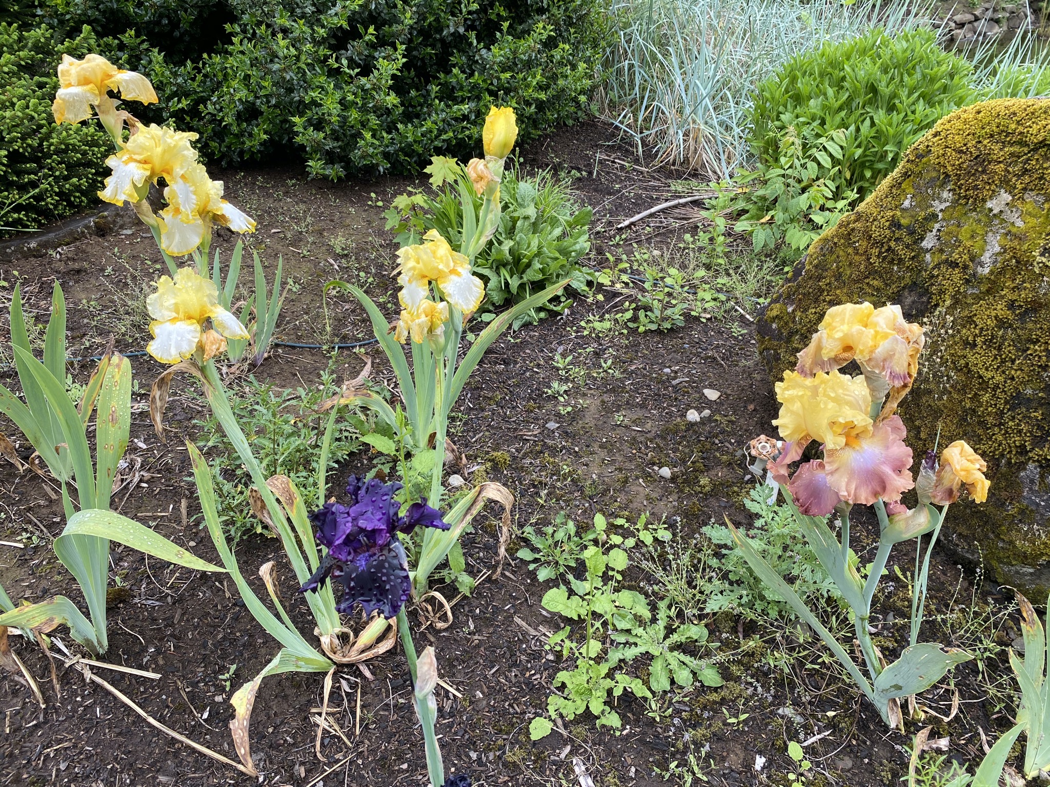 Irises