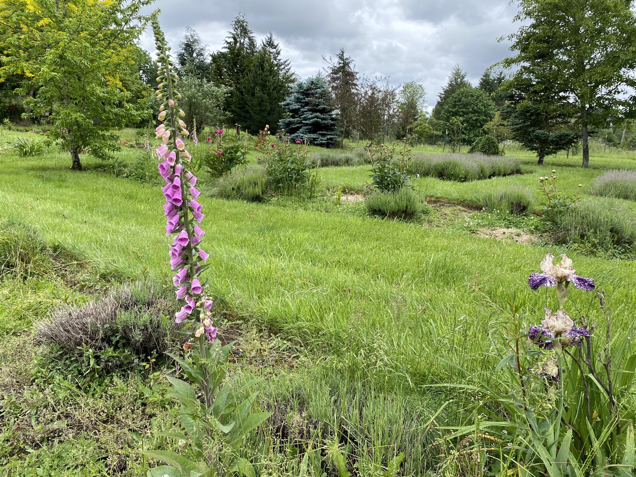 Foxgloves