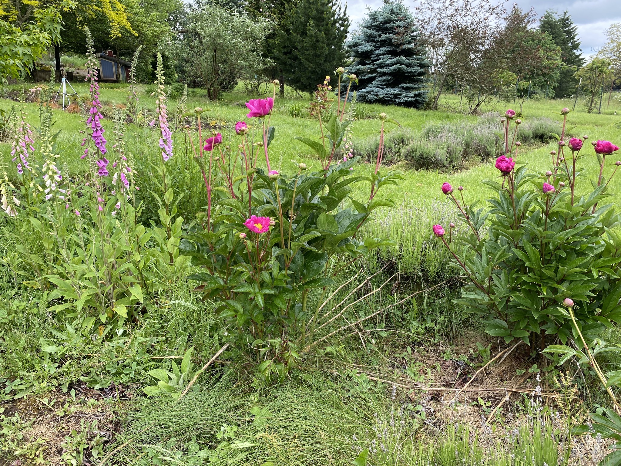 Foxgloves and peonies