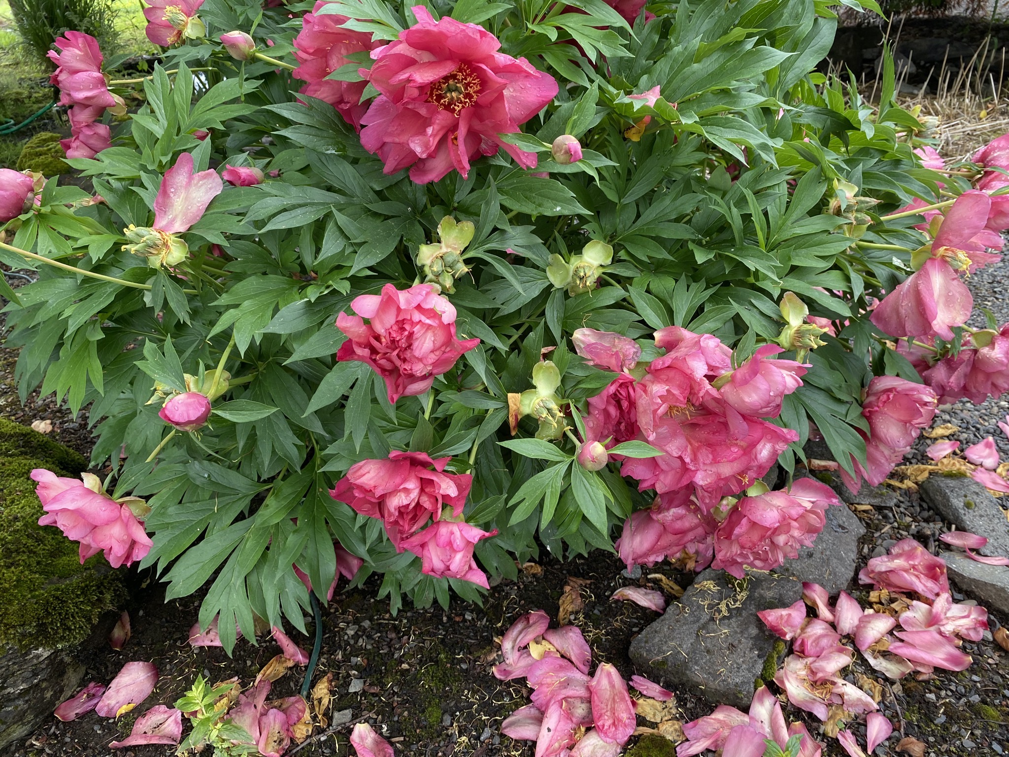Peonies