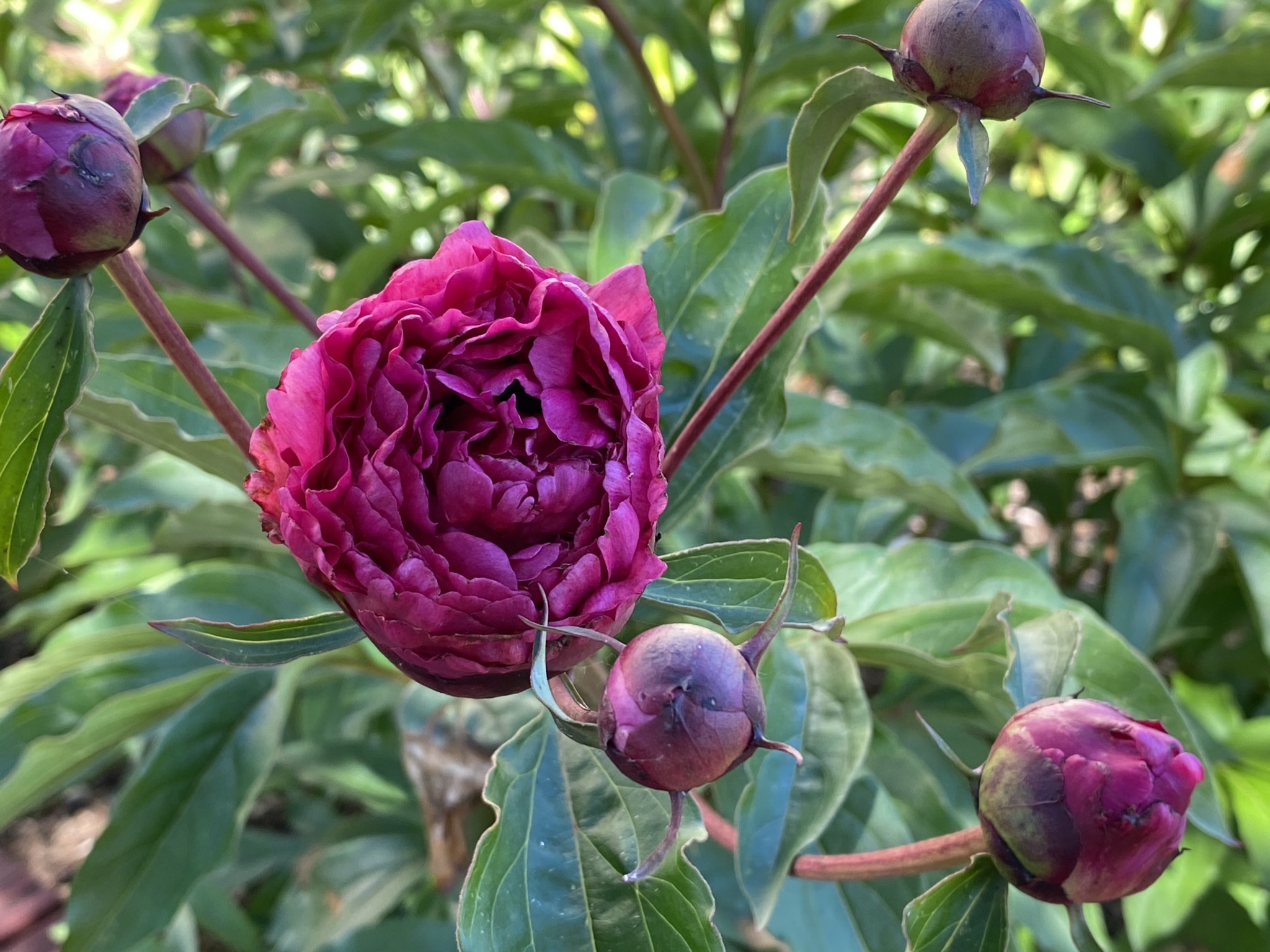 Peonies