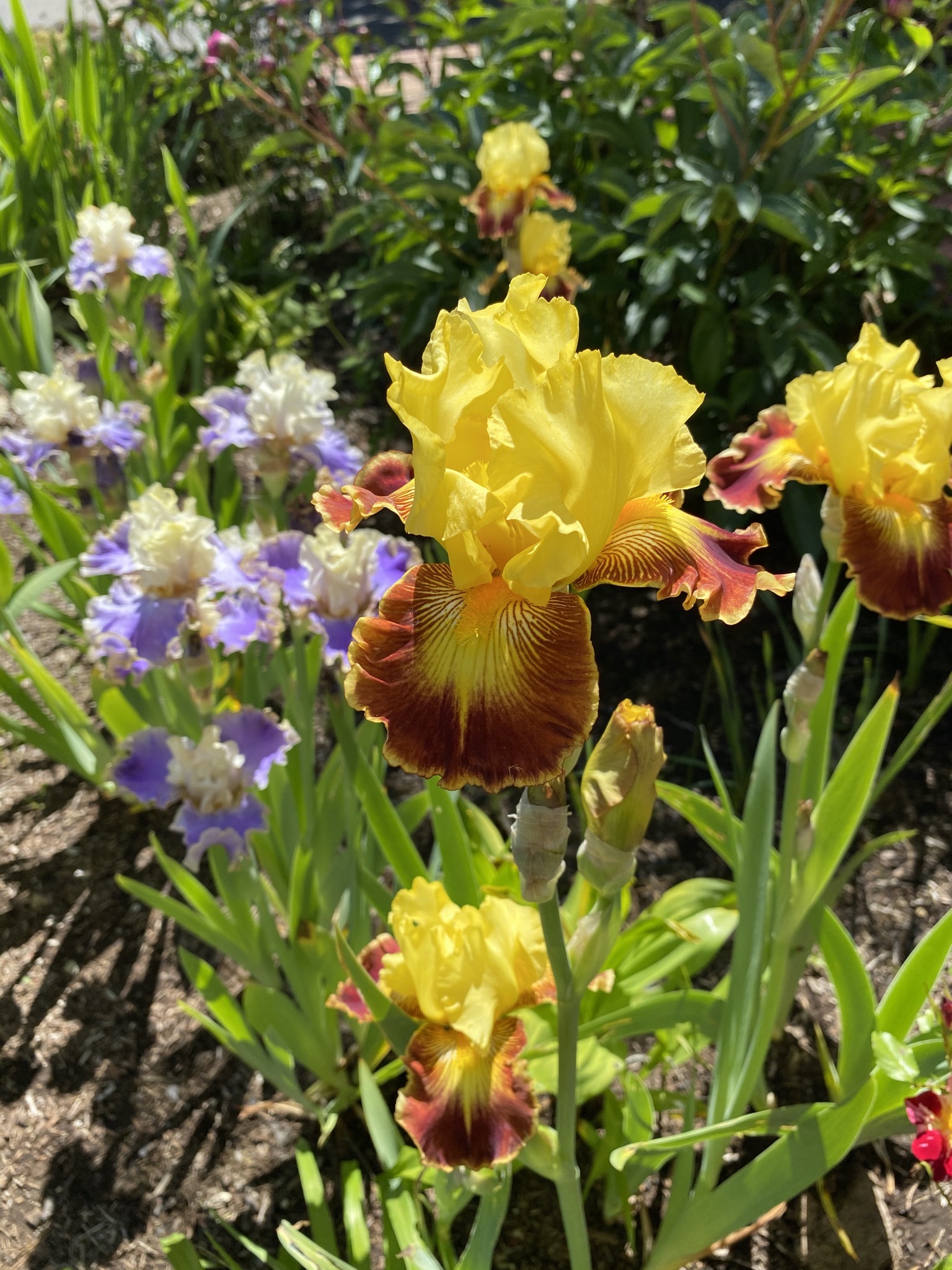 Irises