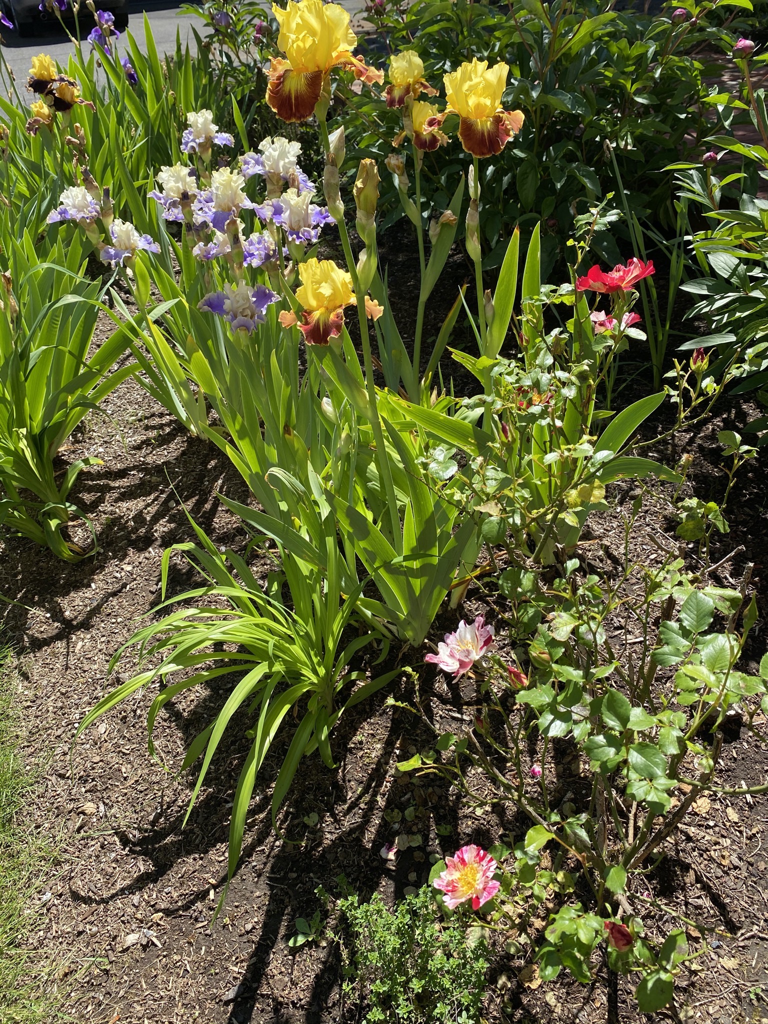 Irises and rose