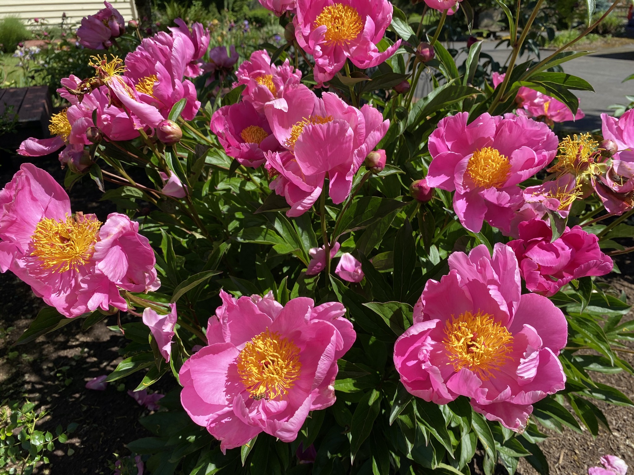 Peonies