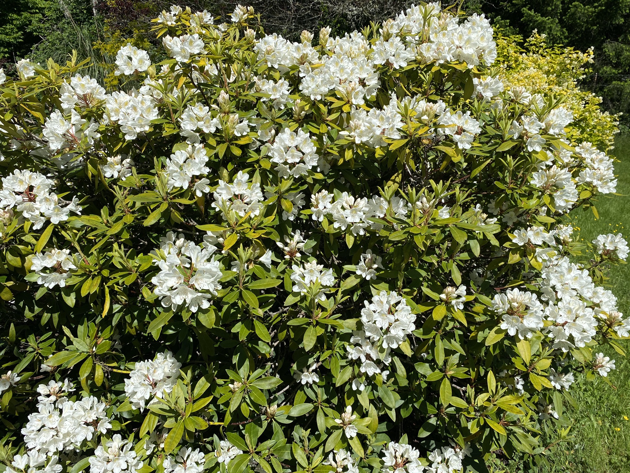 Rhododendron