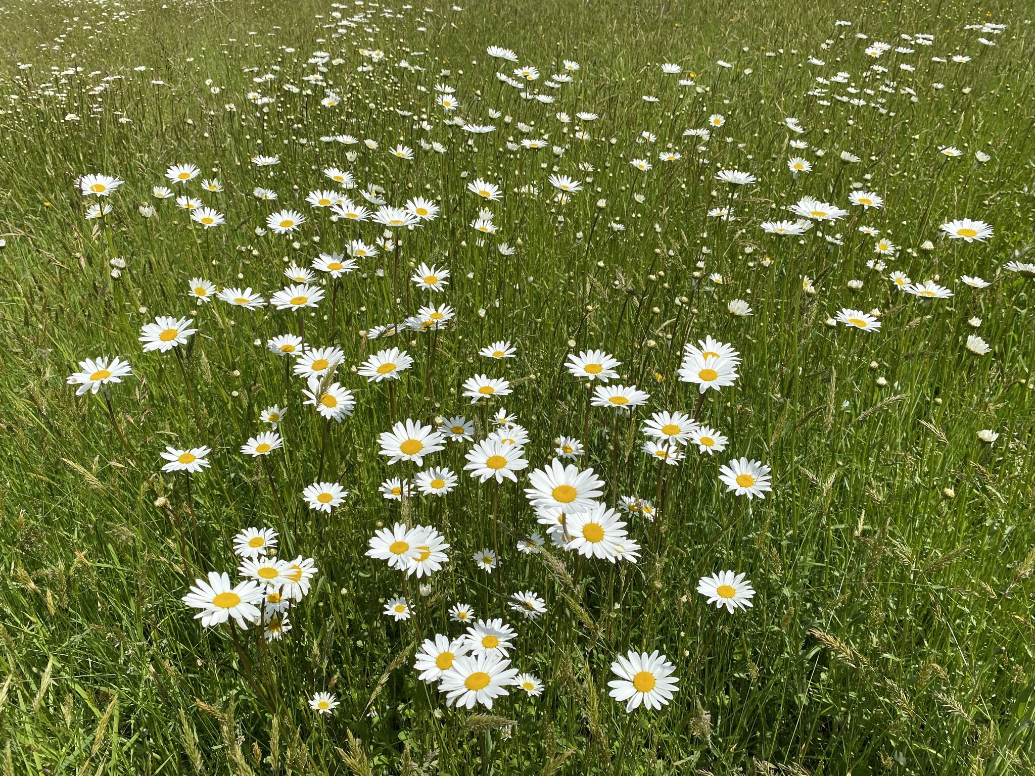 Daisies