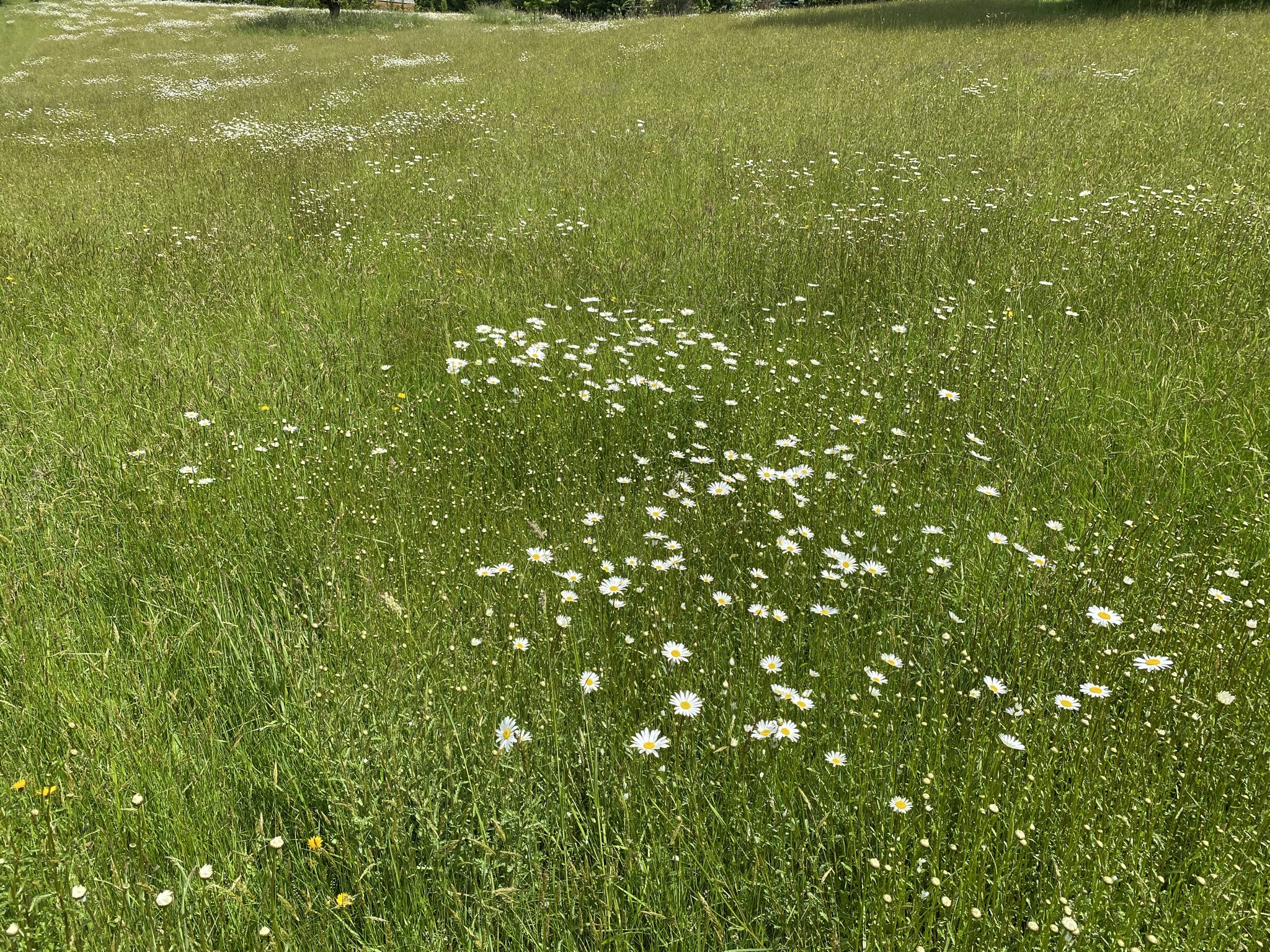 Daisies