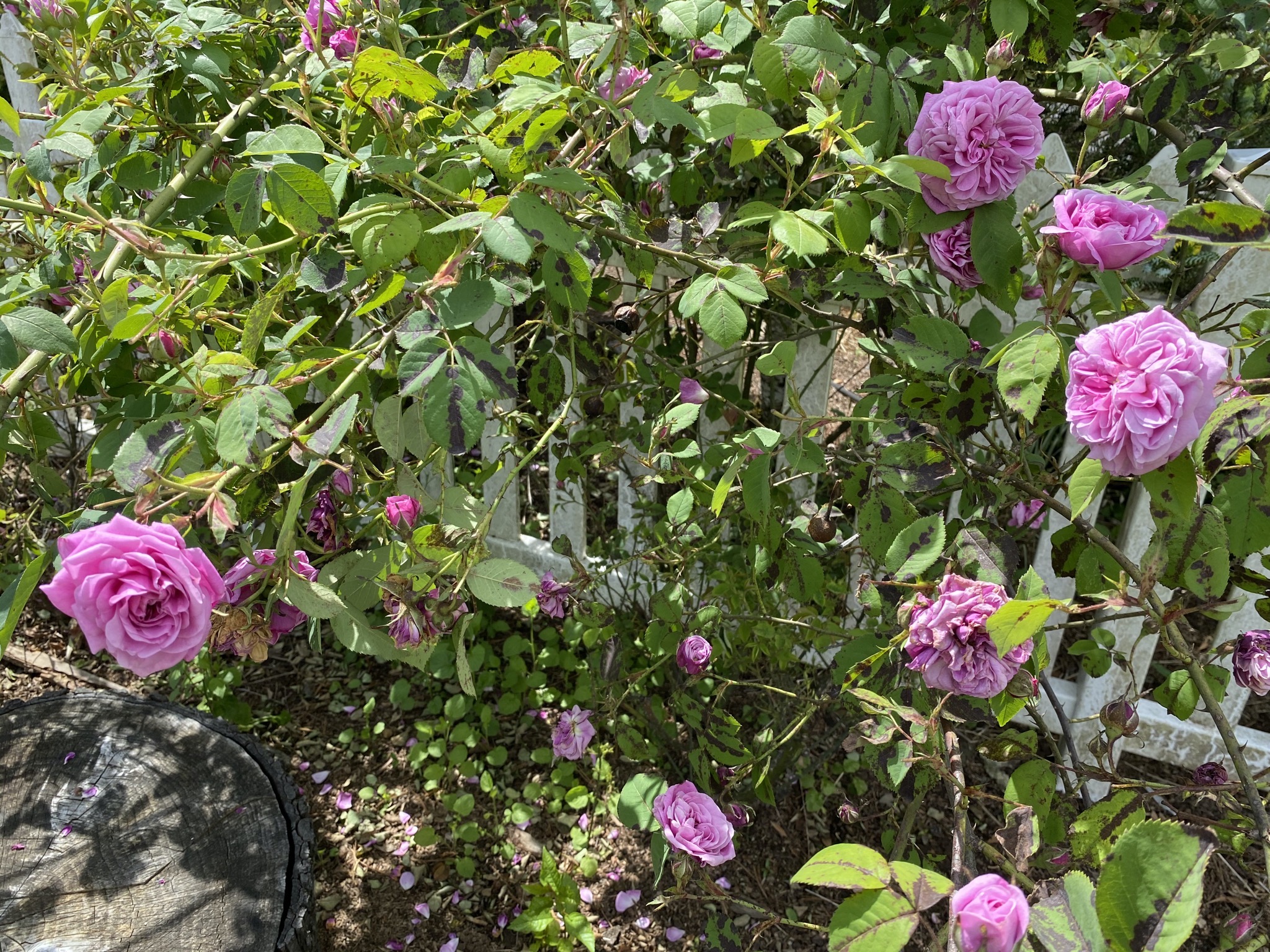 Roses
