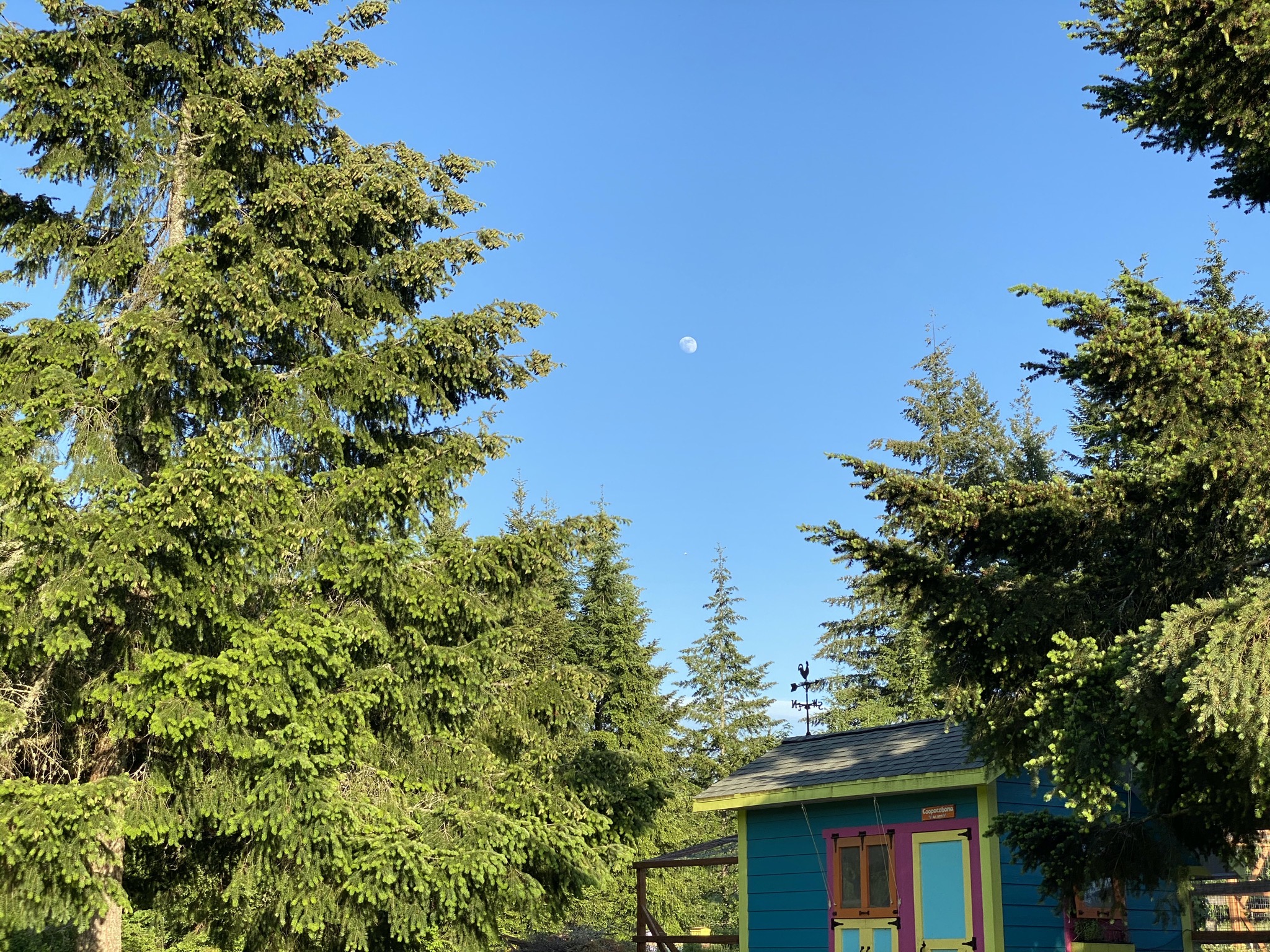 Moon over chicken coop