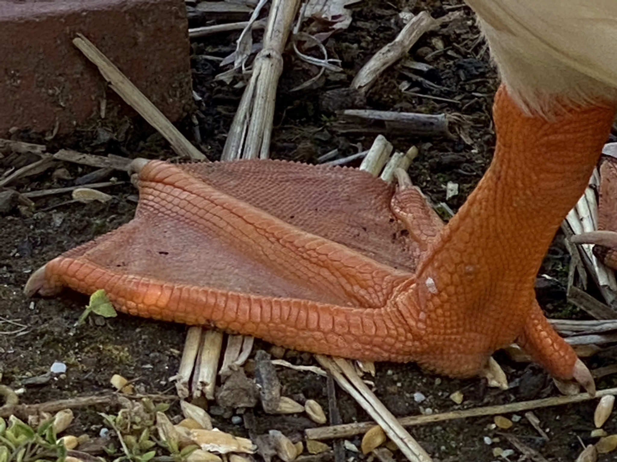 Duck foot