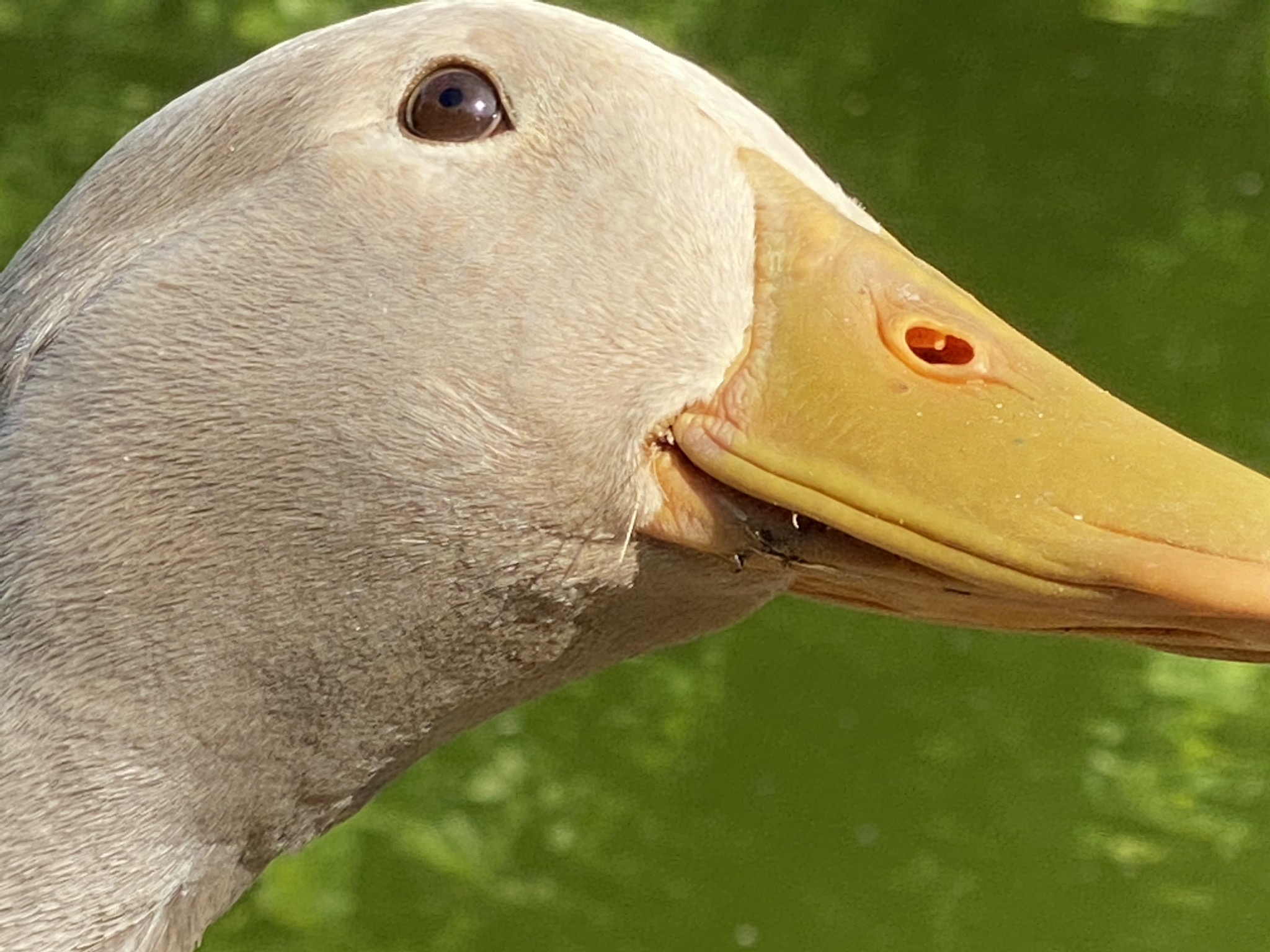 Duck head