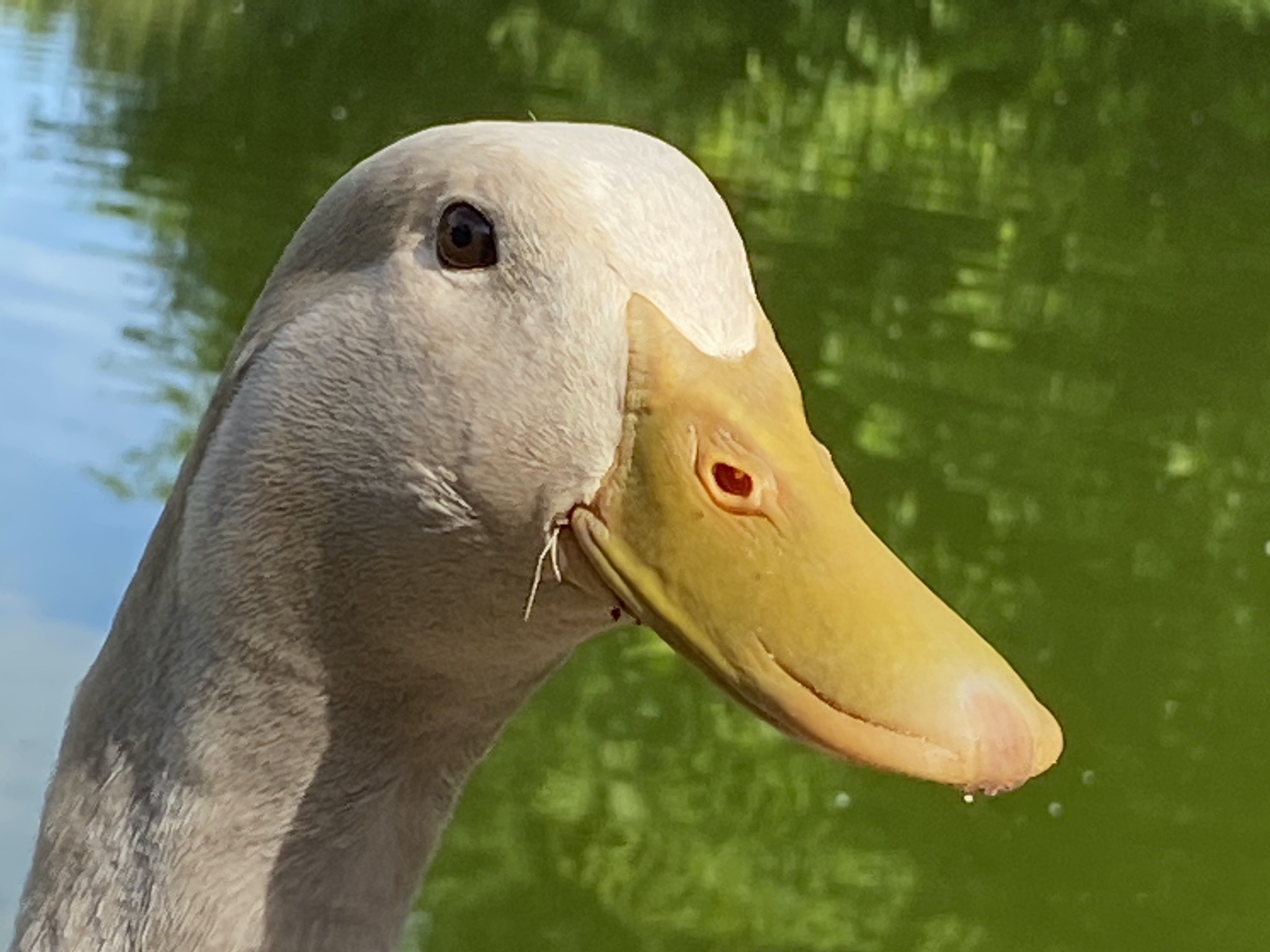 Duck