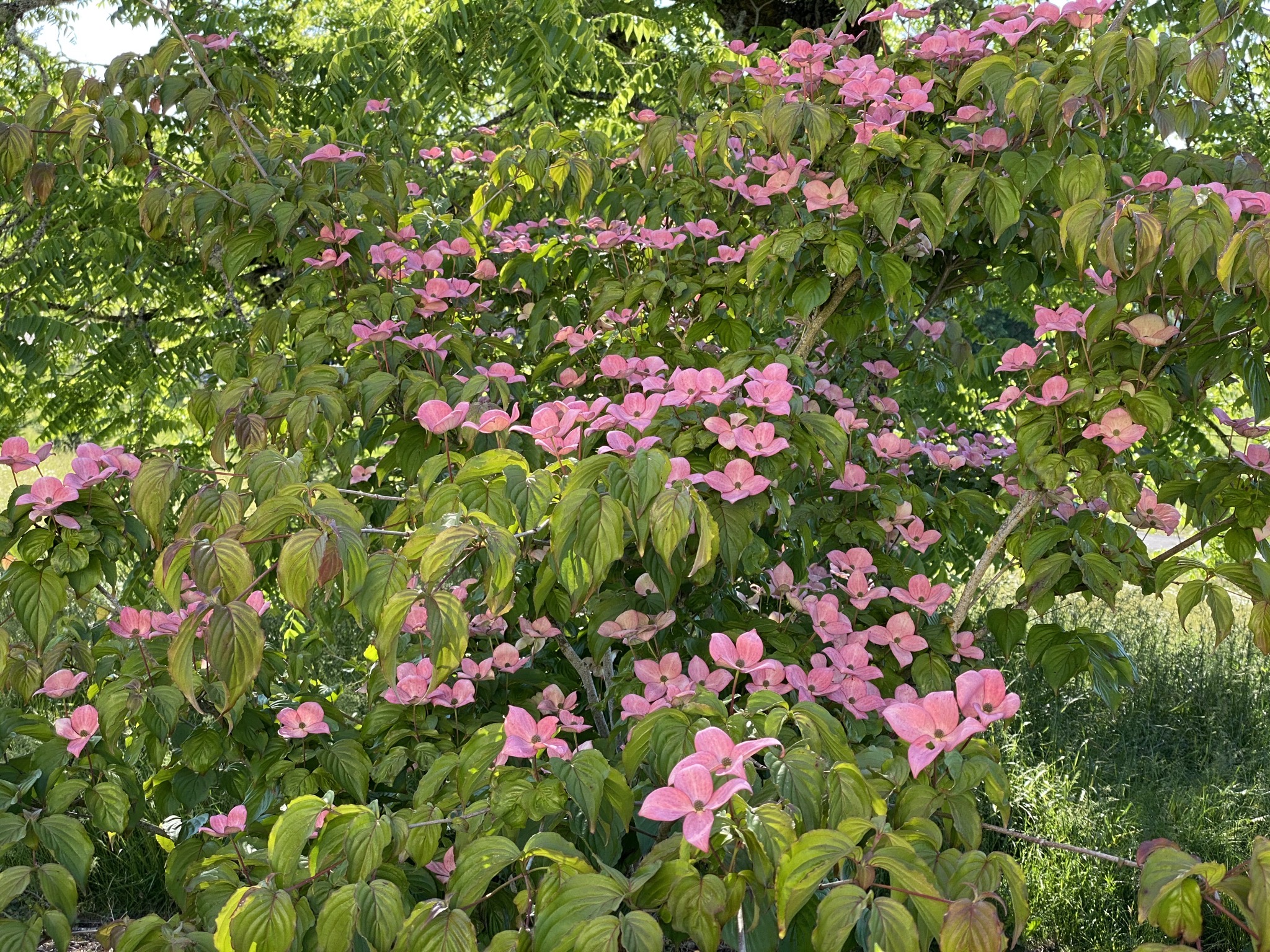 Dogwood