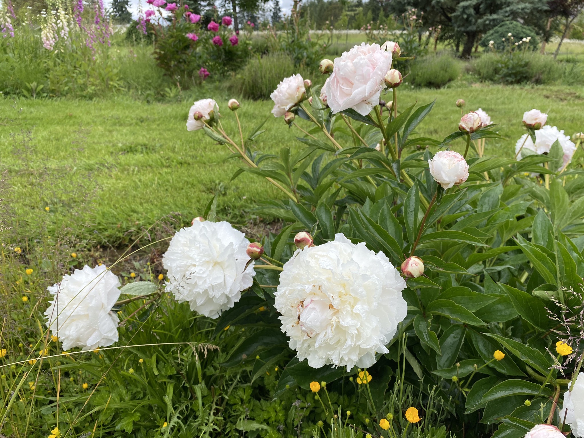 Peonies