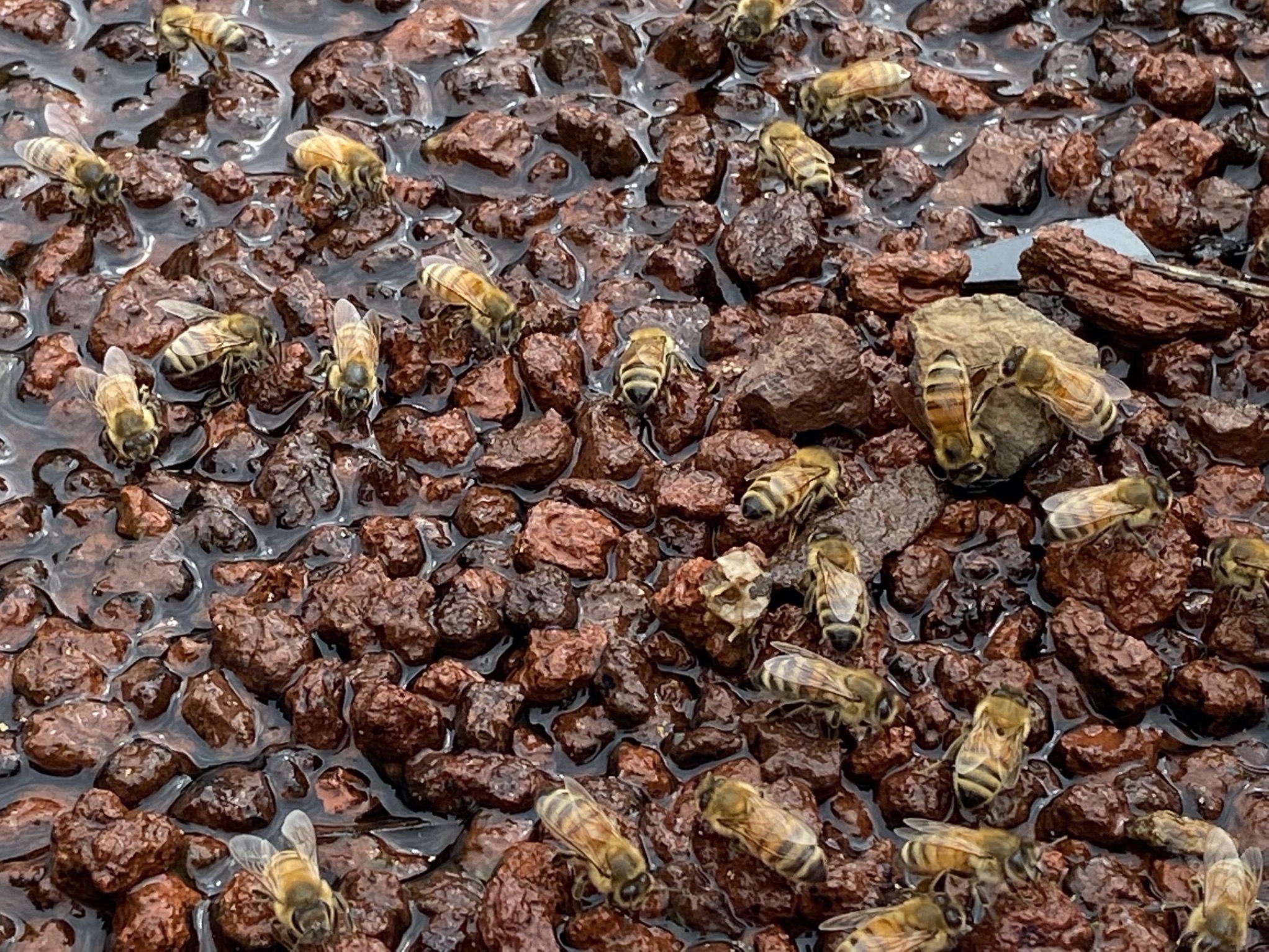 Bees in the bee pool