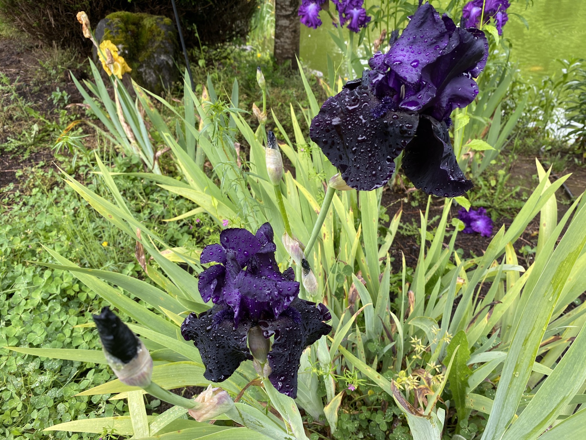 Irises