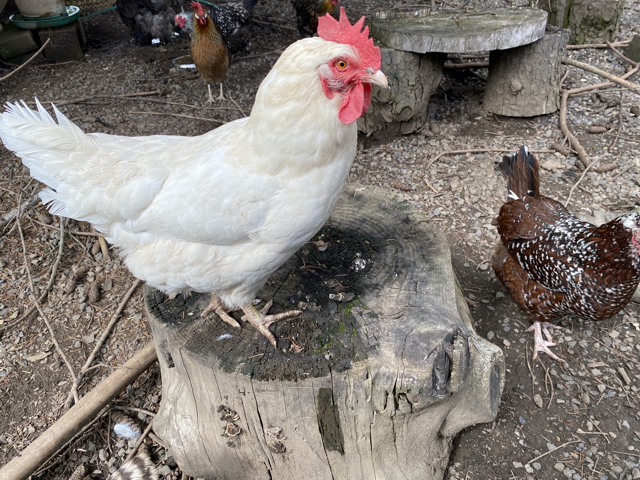 Chickens