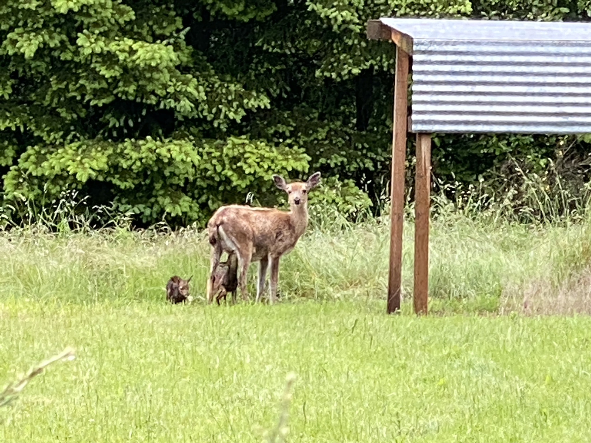 Deer