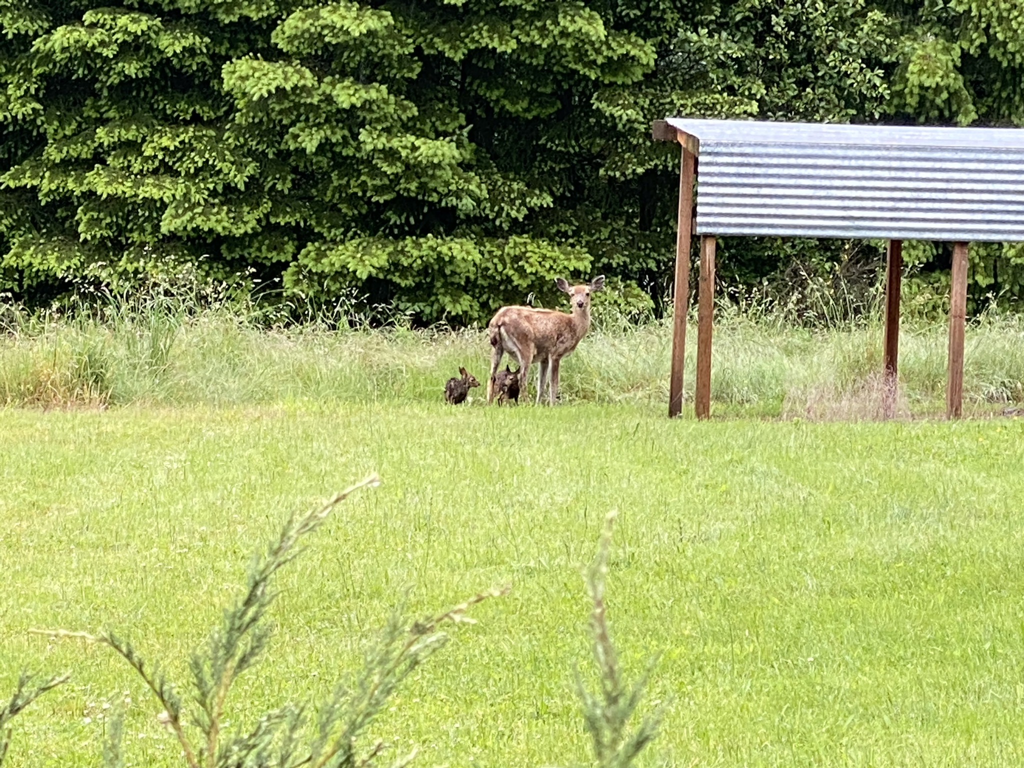 Deer